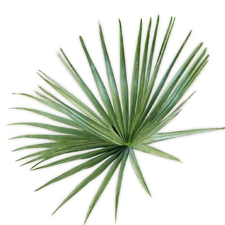 Chonaic palmetto - comhdhéanamh UltraMax Testo Enhancer